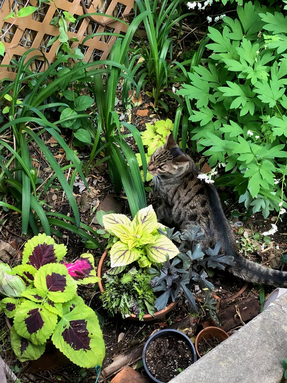 a cat sitting in a garden, part of a good housekeeping story on the best outdoor cat houses