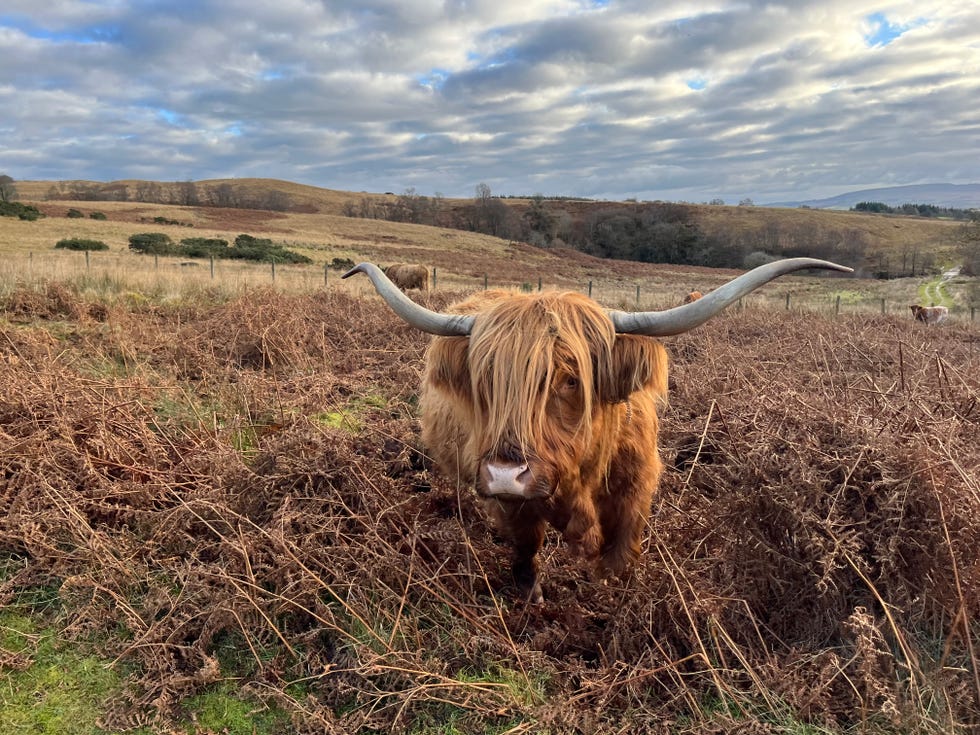 highland cow in the wilds of scotland