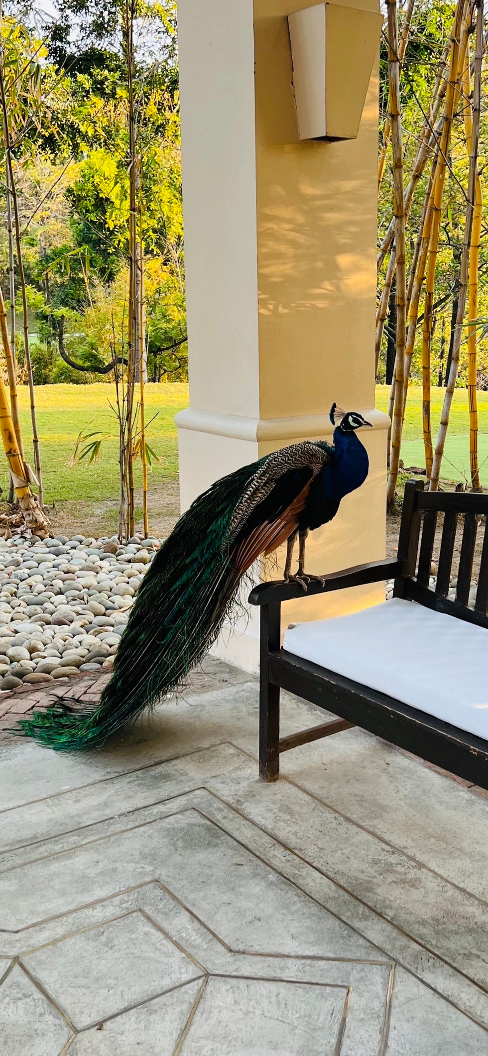 a peacock standing on a bench