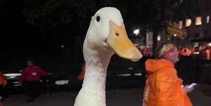 a person holding a duck