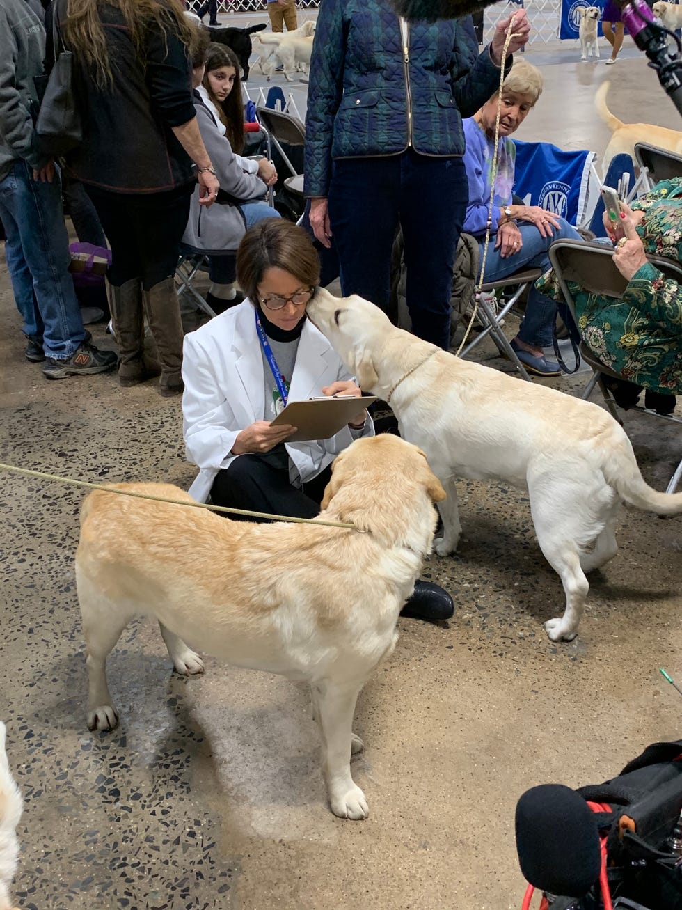 Westminster dog show labrador best sale retriever 2019