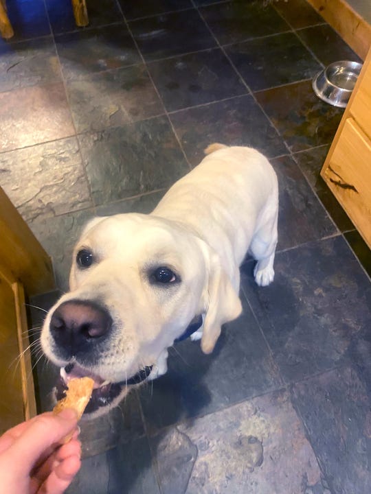 a dog tests a treat for the good housekeeping institute, part of reporting the best dog food delivery services