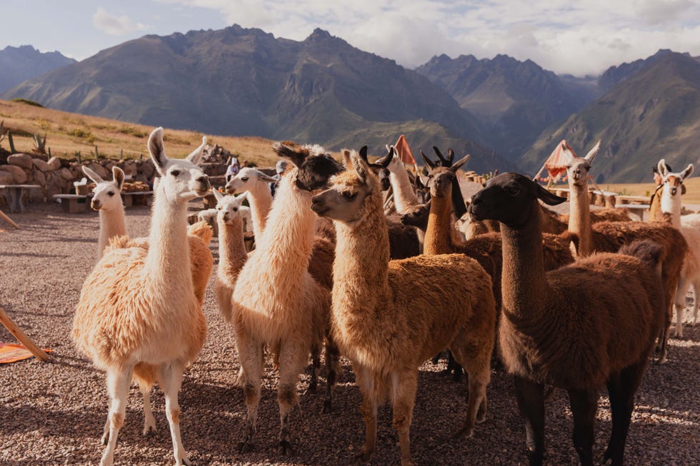 llamas in the sacred valley