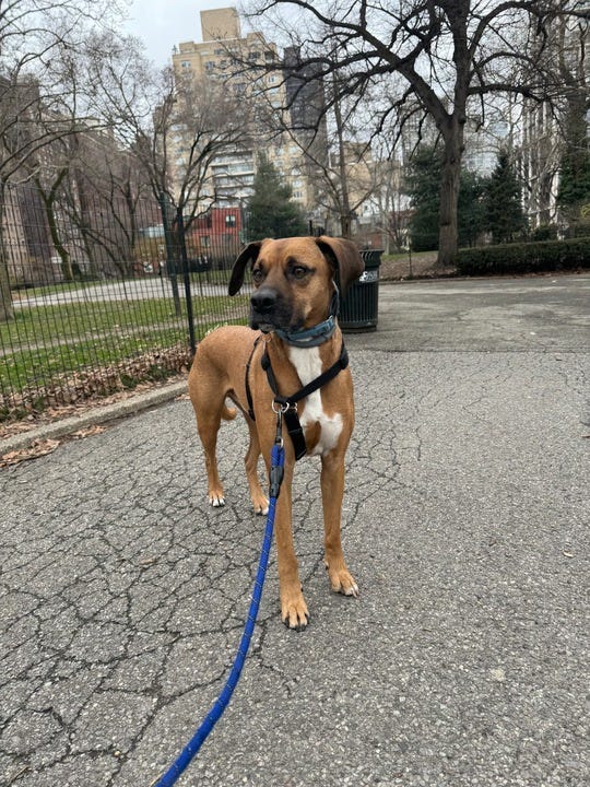 a brown dog wears a blue harness tied to a blue leash, part of a good housekeeping roundup of the best dog harnesses