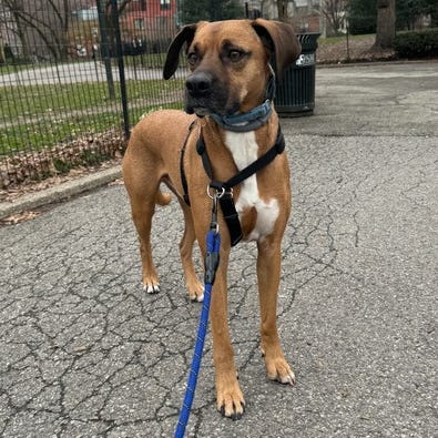 a brown dog wears a blue harness tied to a blue leash, part of a good housekeeping roundup of the best dog harnesses