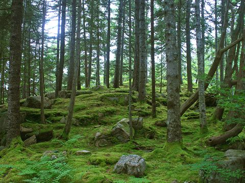 Forest, Tree, Old-growth forest, Natural environment, Tropical and subtropical coniferous forests, Woodland, Natural landscape, Spruce-fir forest, Nature reserve, Northern hardwood forest, 