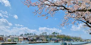 日本金澤櫻花之旅