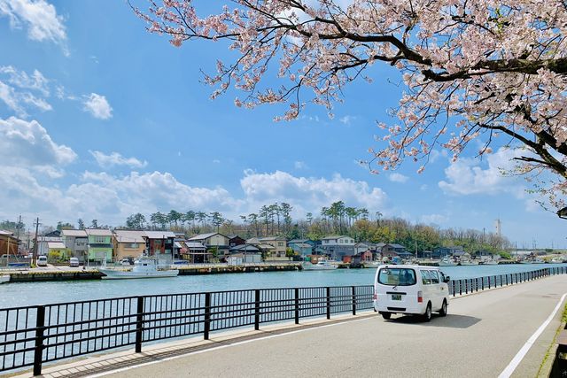 日本金澤櫻花之旅