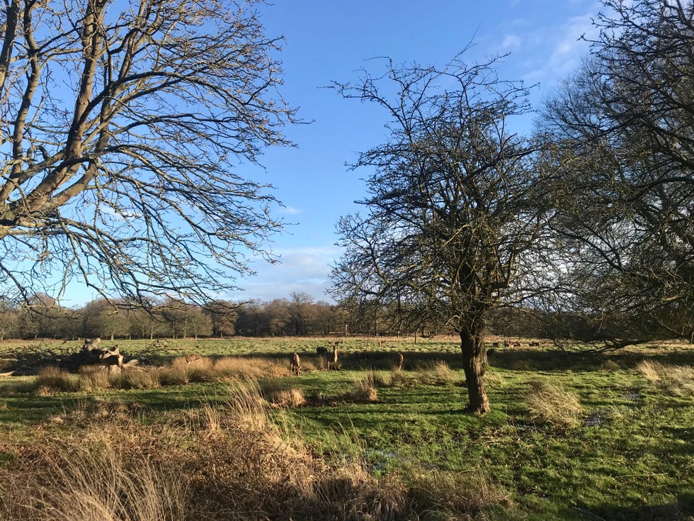 richmond park woodland scene with deer