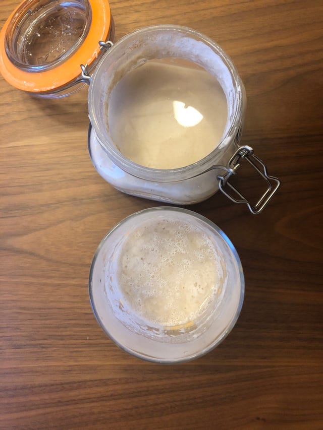 sourdough starters