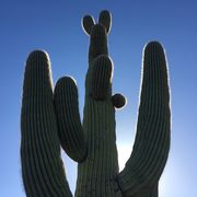 Saguaro, Cactus, San Pedro cactus, Flower, Plant, Sky, Caryophyllales, Hedgehog cactus, Succulent plant, Plant stem, 