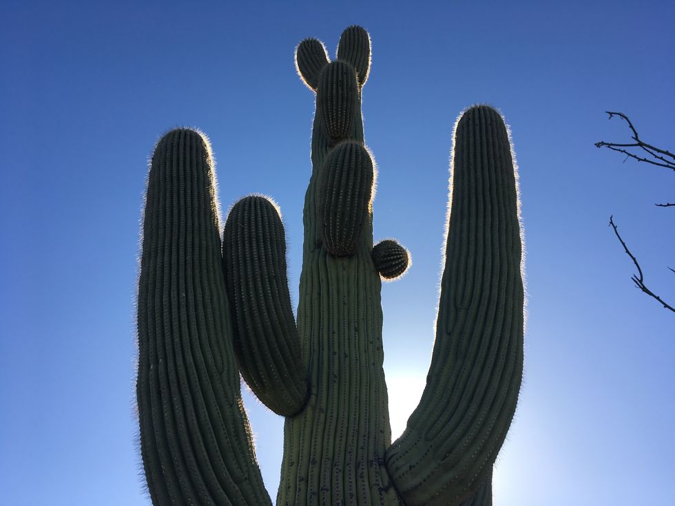 Saguaro, Cactus, San Pedro cactus, Flower, Plant, Sky, Caryophyllales, Hedgehog cactus, Succulent plant, Plant stem, 