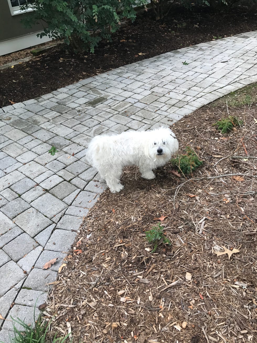 Mammal, Vertebrate, Dog, Canidae, Dog breed, Maltese, Bolognese, Bichon, Carnivore, Bichon frisé, 