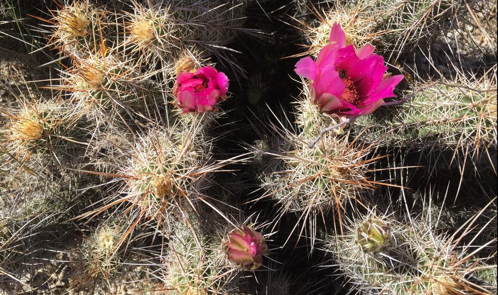 Cactus, Thorns, spines, and prickles, Flower, Plant, Vegetation, Terrestrial plant, Pink, Botany, Plant community, Prickly pear, 