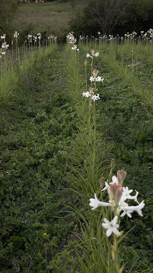 tuberose a grasse