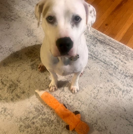 a pit bull boxer mix sits on the carpet next to a fox toy, part of the good housekeeping testing of indestructible dog toys