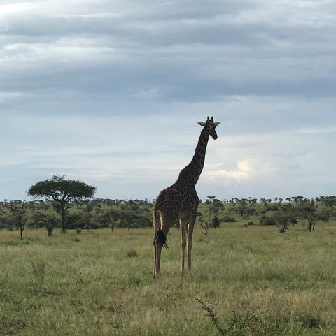 Giraffe, Wildlife, Terrestrial animal, Giraffidae, Grassland, Savanna, Sky, Safari, Plain, Pasture, 