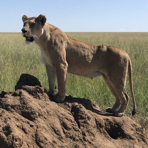Serengeti lioness