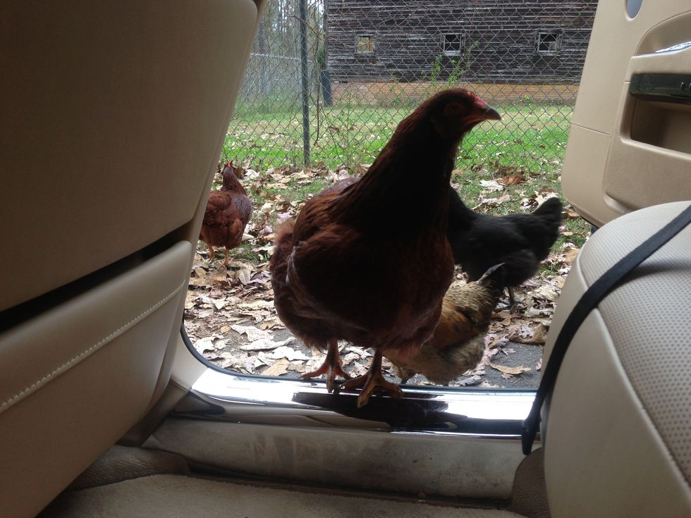 chicken climbing into the back of a rolls royce ghost
