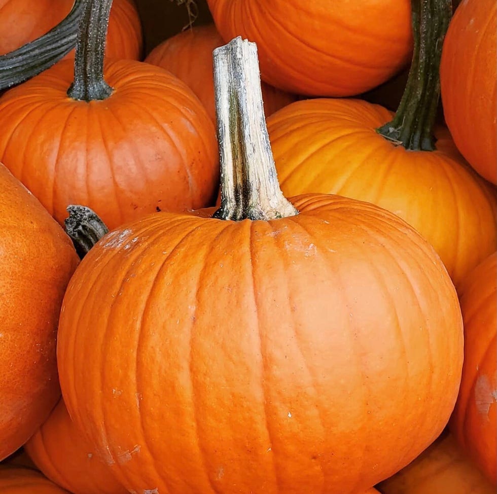 best pumpkin farms