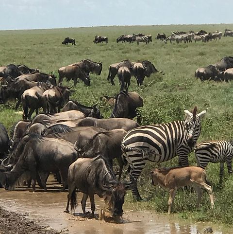 Serengeti wildebeest zebra watering hole