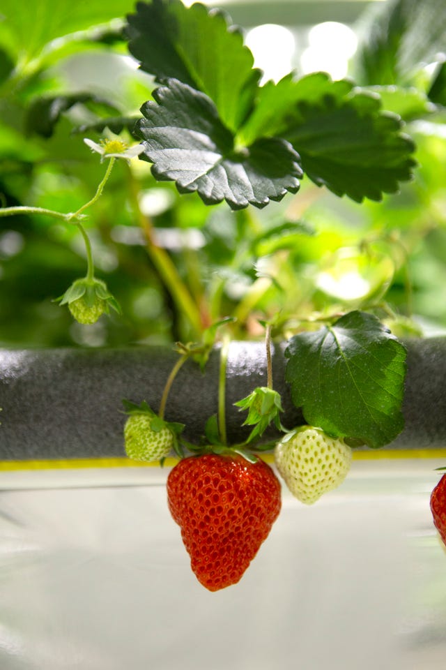 The Latest In Status Produce Oishiis 50 Omakase Strawberries