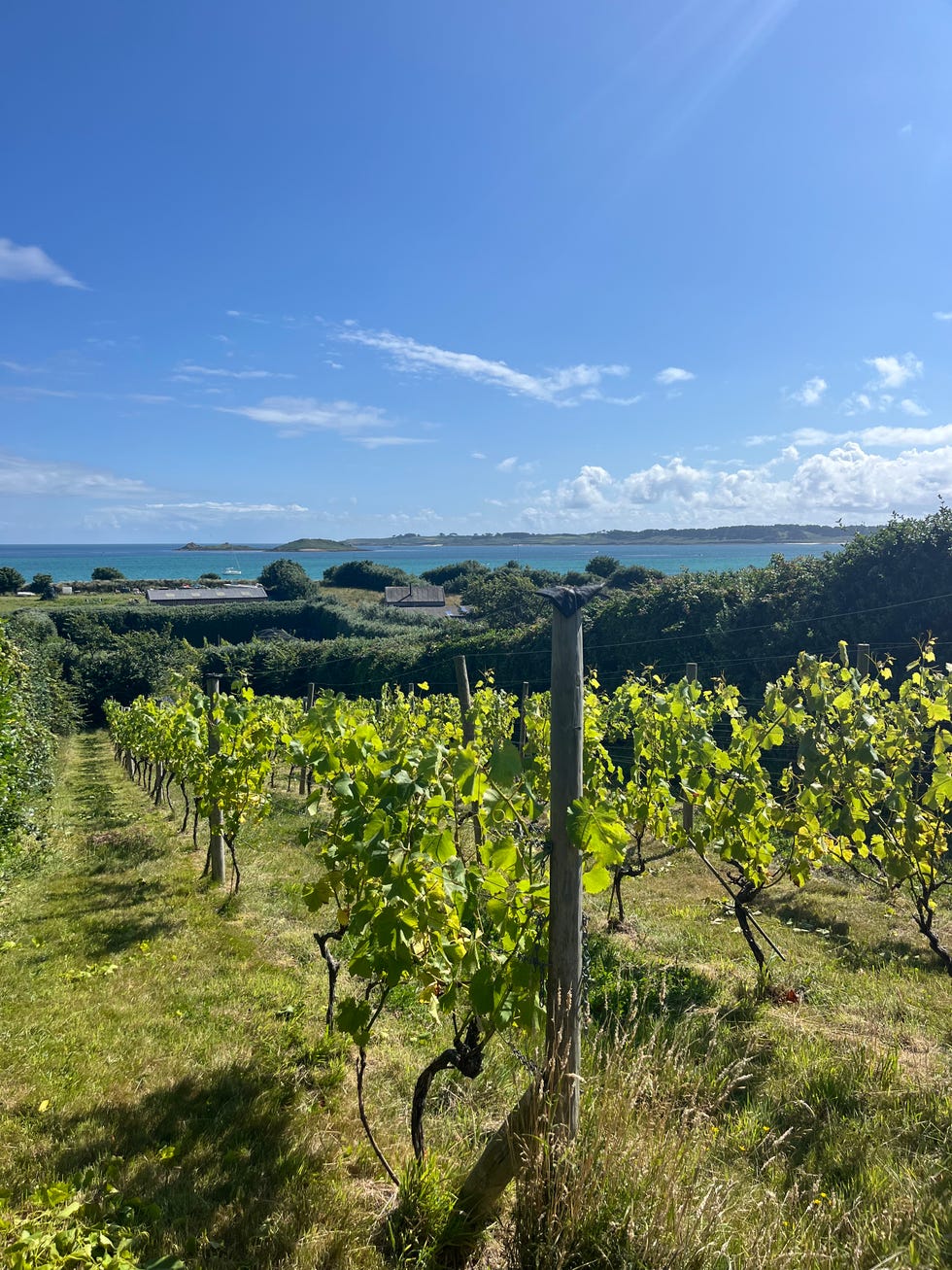 st martin's vineyard isles of scilly