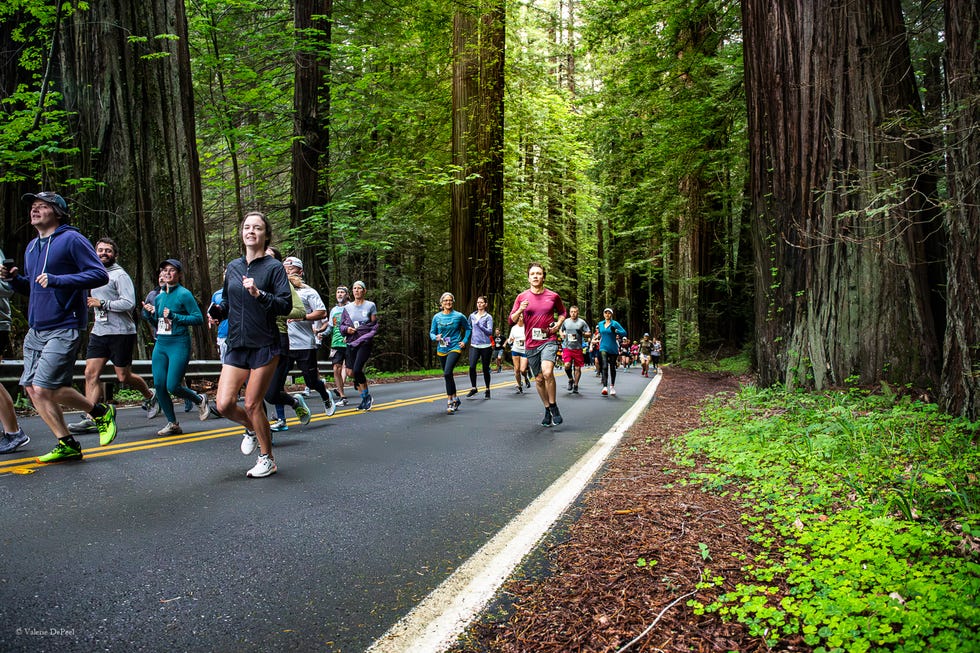 group of runners participating in a marathon on a scenic road surrounded by tall trees at avenue of the giants half marathon