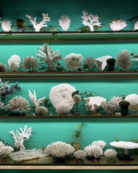 white coral shelves