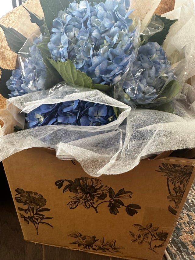 hydrangeas