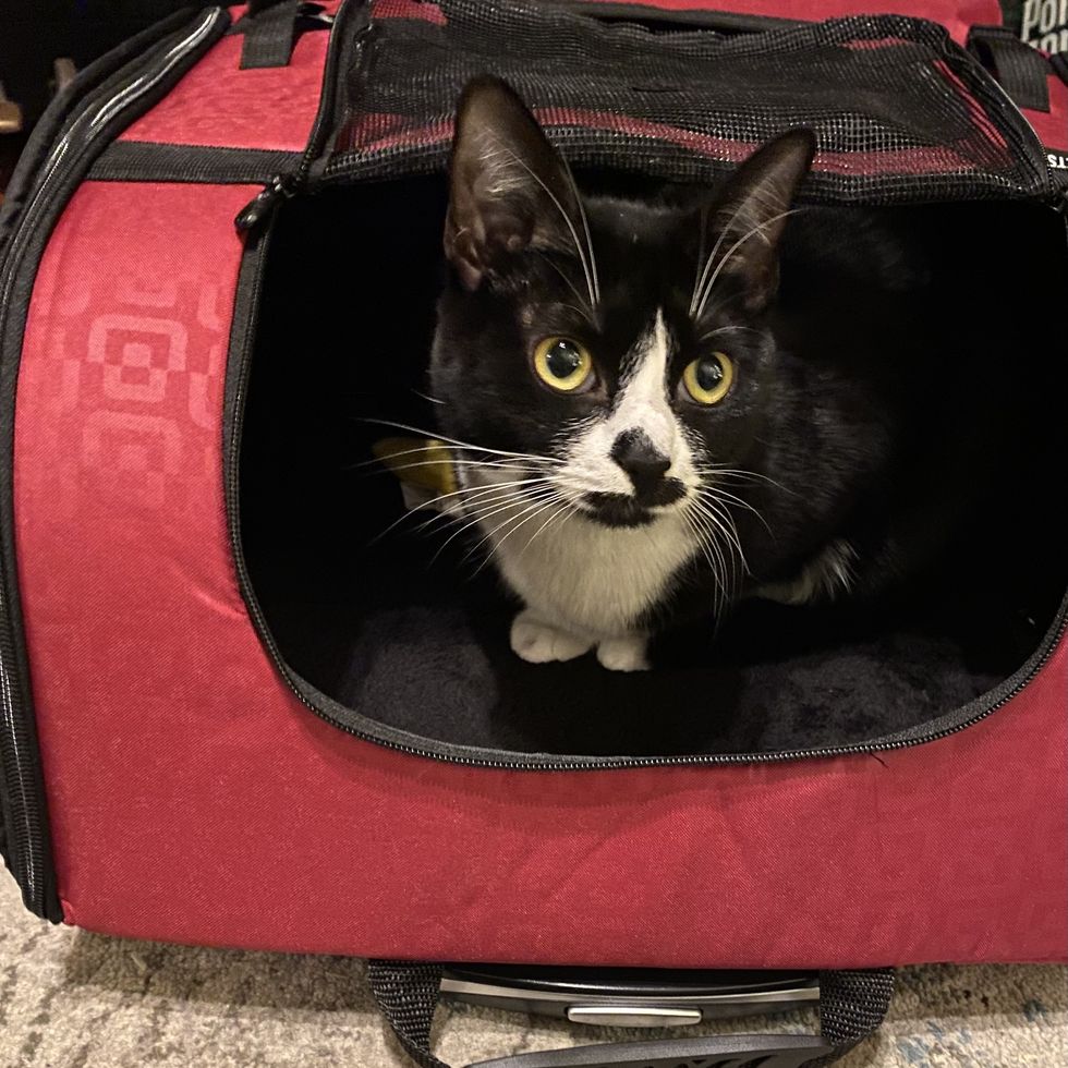 black and white cat in a red cat carrier, part of the good housekeeping tests for the best cat carriers