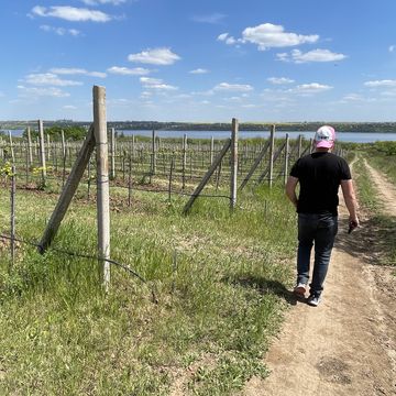 ukraine vineyard