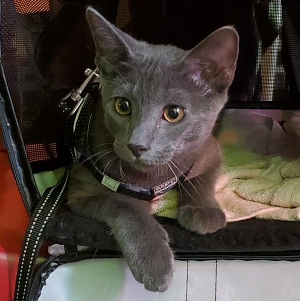 use the tether of your cat carrier use the tether of your cat carrier