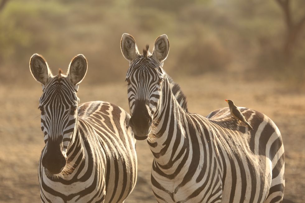 safari zebras