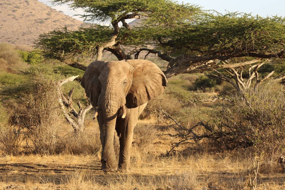 safari elephant