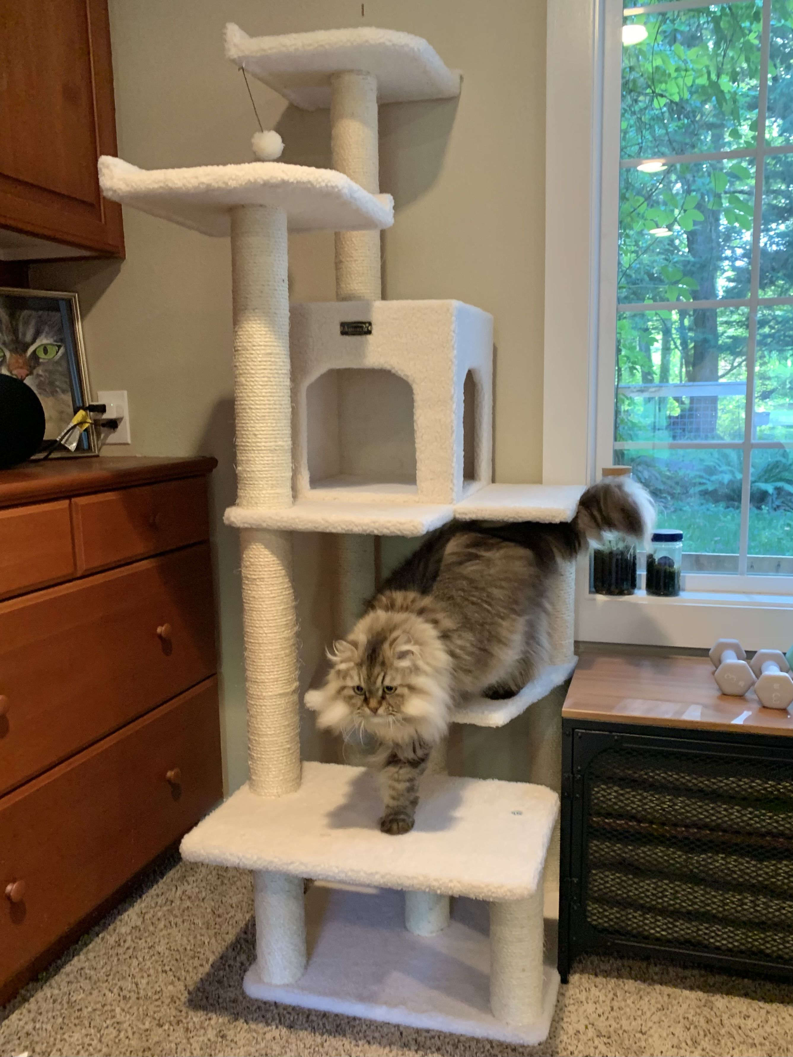 best cat trees 2019