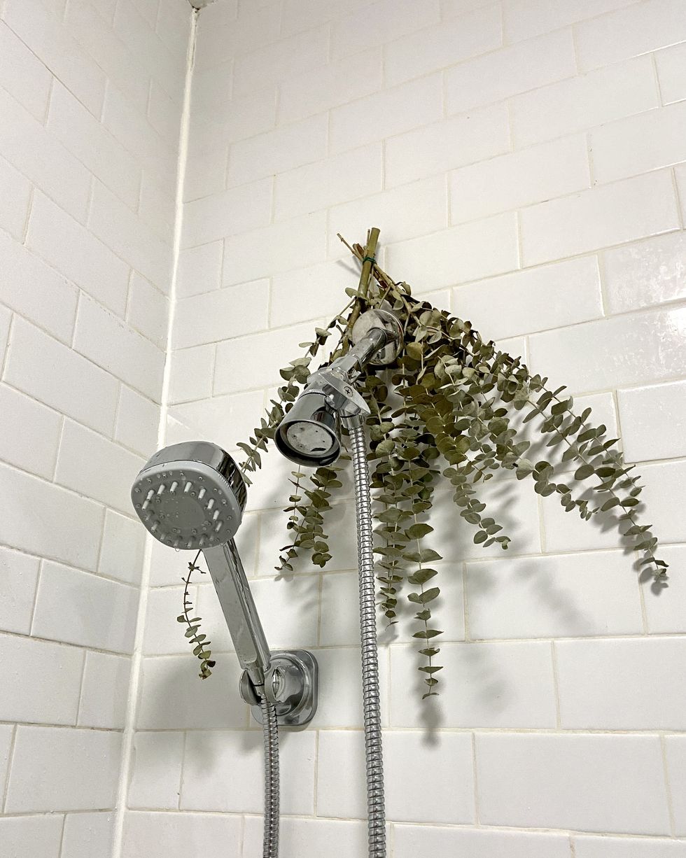 a plant on a shower head