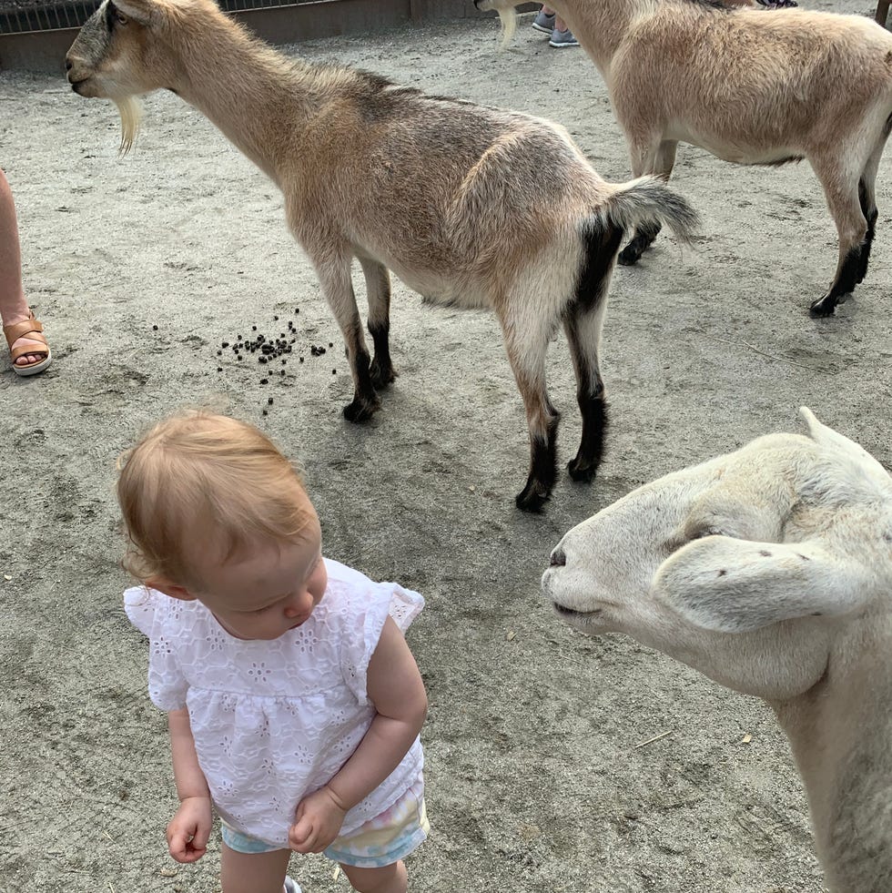 disney animal kingdom affection section petting zoo disney animal kingdom affection section petting zoo