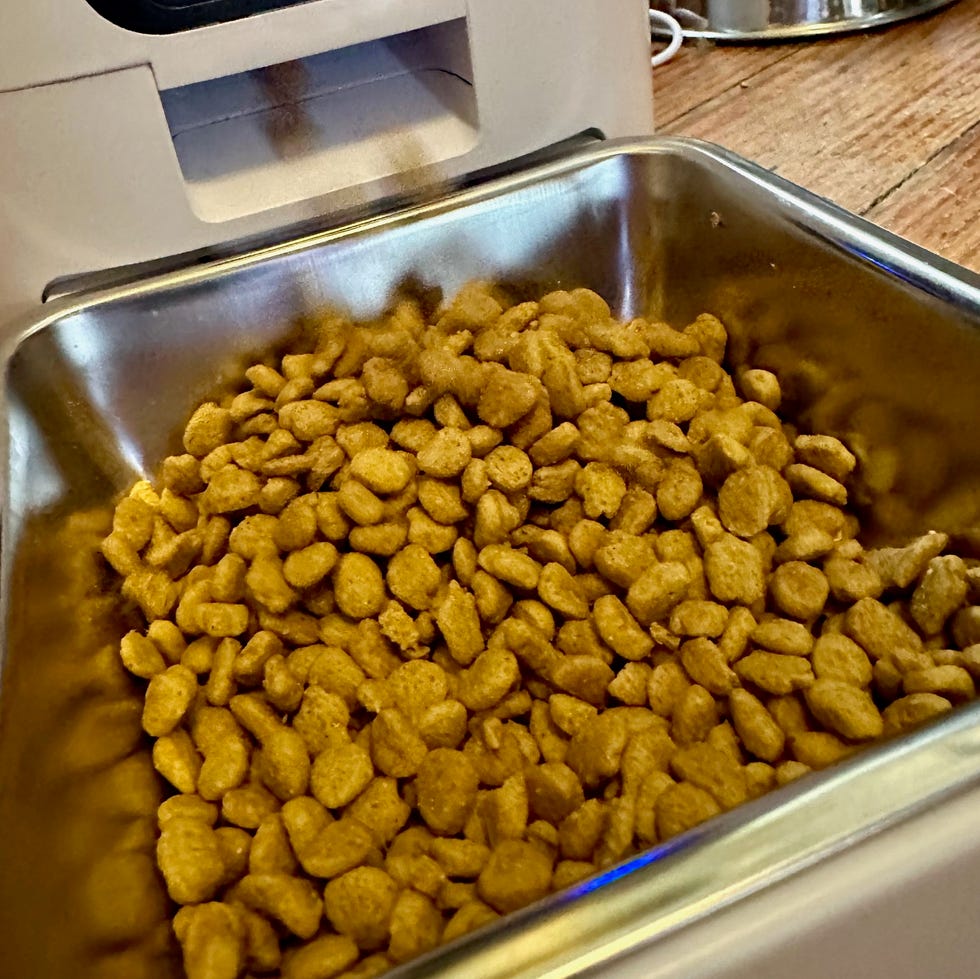 kibble rains down from an automatic cat feeder, part of testing automatic cat feeders for the good housekeeping institute