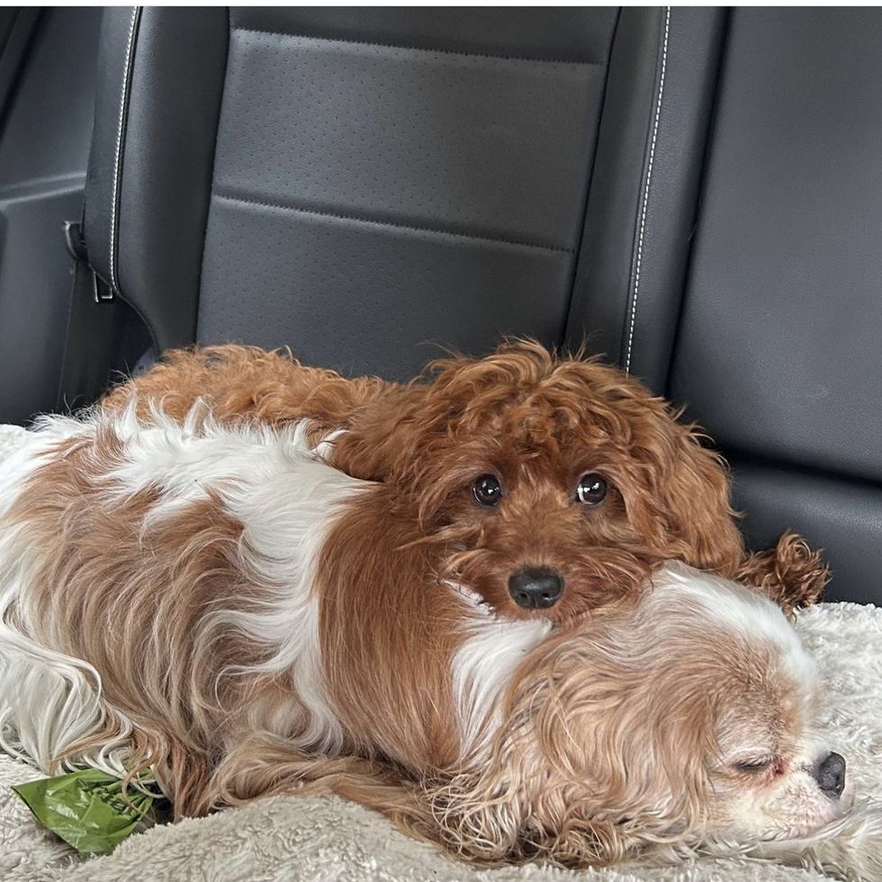 two brown and white dogs lay down in the back seat of a car, part of a good housekeeping story on calming dog treats