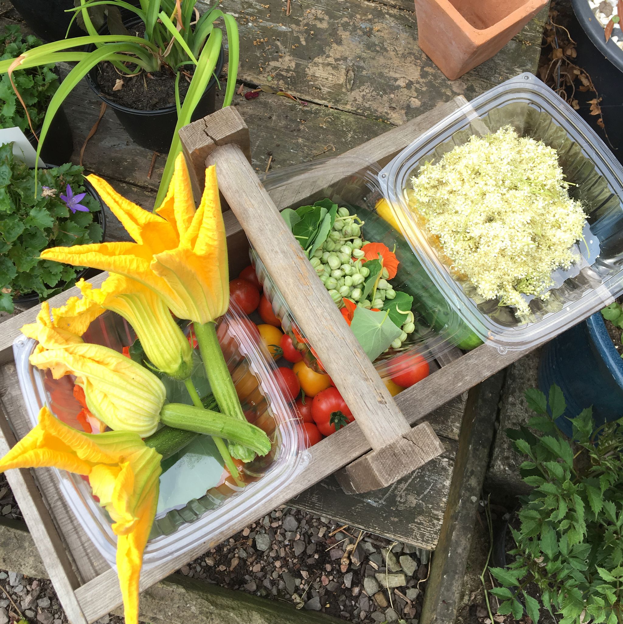 Vegetables in a basket outside