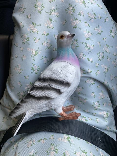 jenny walton's pigeon clutch nestled in her lap while riding in a milan taxi