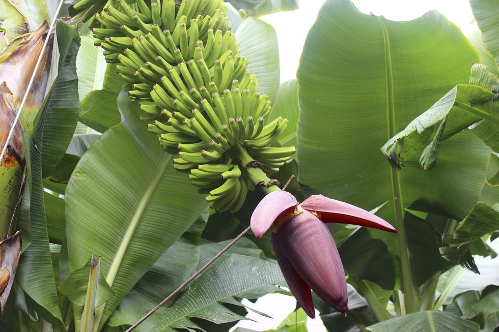 Banana family, Flowering plant, Banana, Plant, Saba banana, Flower, Leaf, Matoke, Ensete, Botany, 