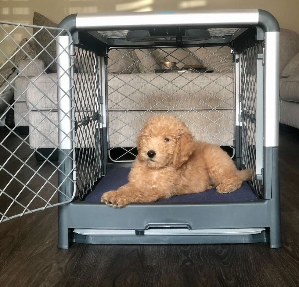 Diggs Collapsible Dog Crate Review: Why The Diggs Crate Went Viral