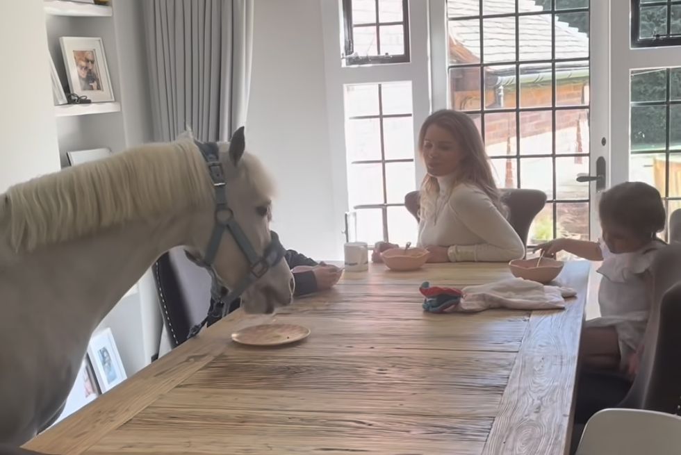 malý bílý poník snídá z jídelního stolu