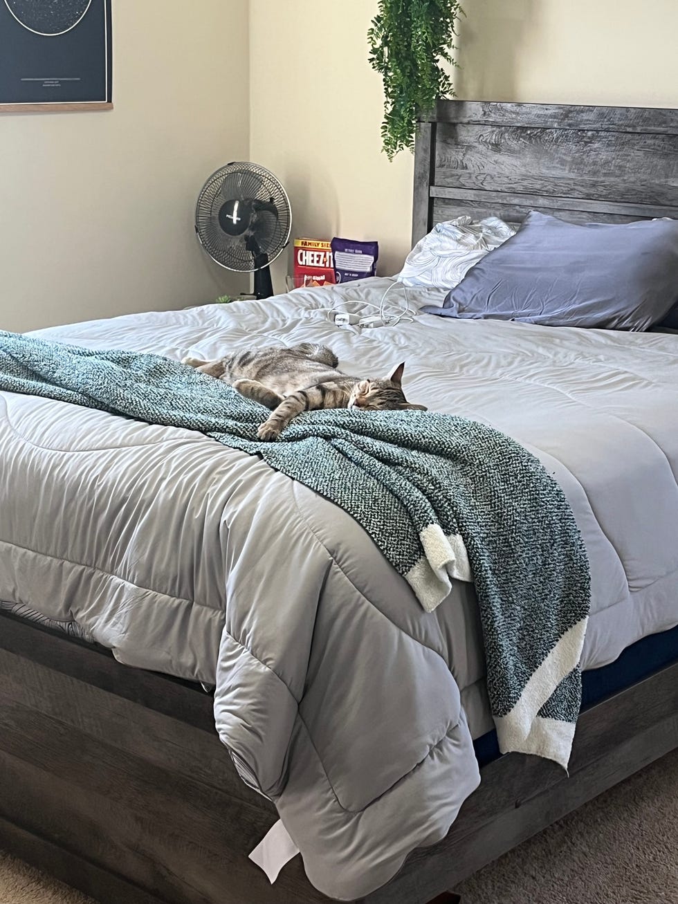 a cat lying on a the rest evercool cooling comforter