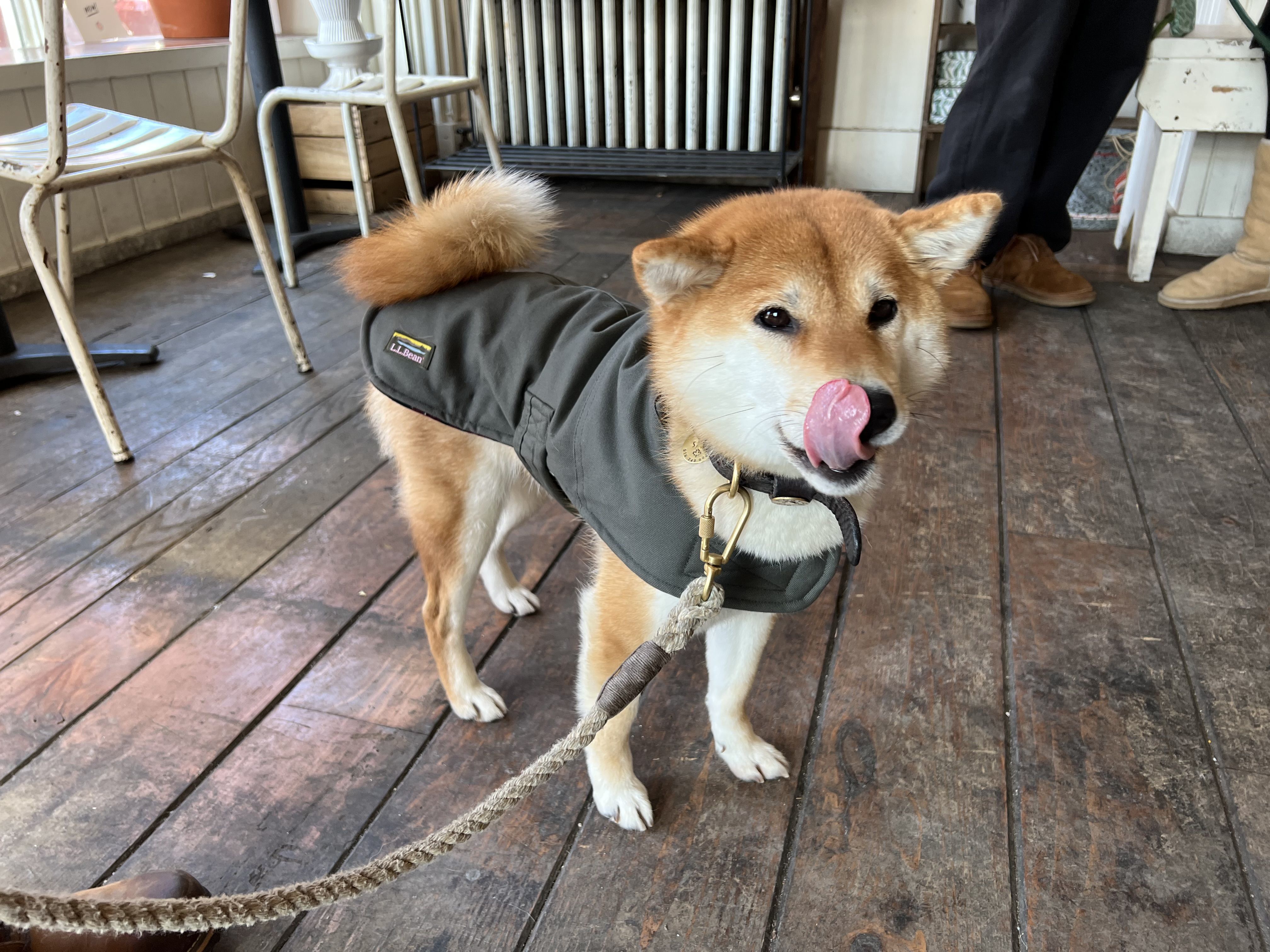 Ll bean deals dog jacket