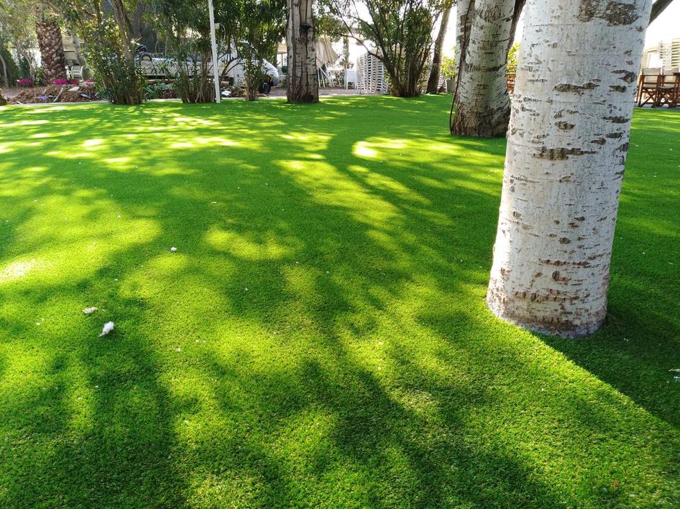 Lawn, Green, Grass, Tree, Plant, Grass family, Leaf, Woody plant, Shadow, Artificial turf, 