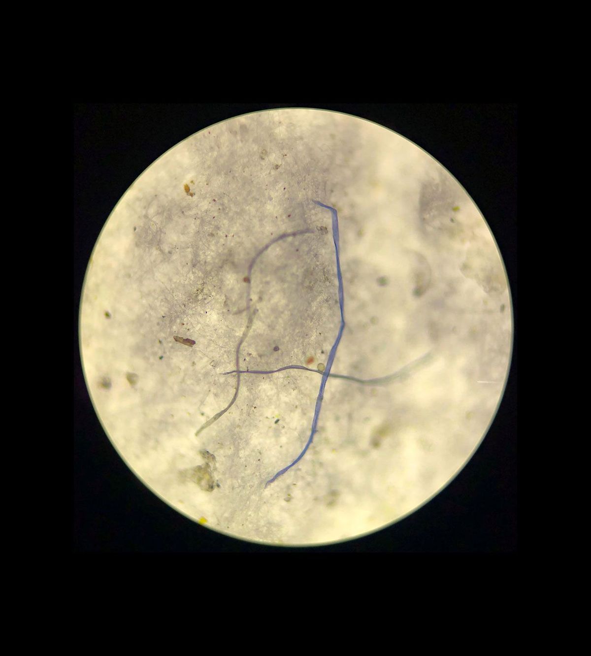Piepkleine vezels en snippers die werden verzameld in een monster uit de kern van Groenlands zeeijs worden onder een microscoop belicht in het laboratorium van het onderzoeksschip Kronprins Haakon