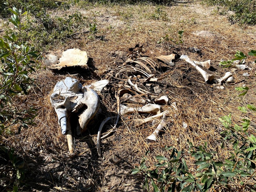 De slagtanden van deze overleden olifant die in de buurt van een drenkplaats in de Okavangodelta werd gevonden zijn onaangeroerd gebleven Omdat veel olifanten in afgelegen gebied stierven en er destijds in verband met de COVID19pandemie reisbeperkingen golden duurde het meerdere maanden voordat het Botswaanse Department of Wildlife and National Parks weefselmonsters van de karkassen kon nemen Het gevolg was dat veel monsters niet van voldoende kwaliteit waren om te worden getest